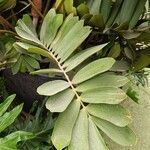 Zamia furfuracea葉