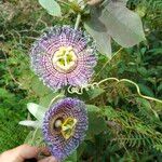 Passiflora ligularis 花