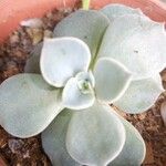 Echeveria lilacina Lapas