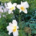 Lilium regale Kwiat