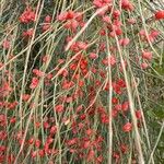 Ephedra distachya Fruit