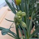 Narcissus dubius Floare