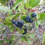 Aronia melanocarpa果實