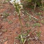 Ornithogalum thyrsoides Habit