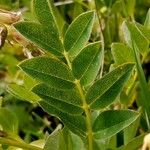 Astragalus frigidus Blatt