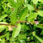 Cuphea elliptica 葉