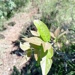 Combretum molle Leaf