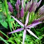 Allium nigrumFloro