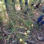 Acacia ulicifoliaLapas