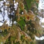 Pandorea pandorana പുഷ്പം