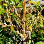Salix helvetica Bark