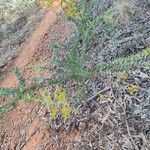 Acacia cultriformis Цветок