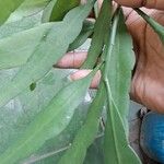 Epiphyllum oxypetalumLeaf