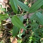 Baccharis punctulata Folha