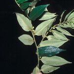 Diospyros sericea List