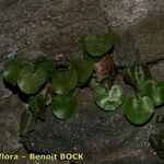 Adiantum reniforme Хабит