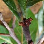 Beilschmiedia oreophila Ŝelo