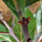 Beilschmiedia oreophila Corteza