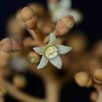 Schefflera morototoni Flower