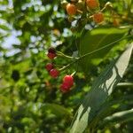 Cyrtophyllum fragrans Fruit