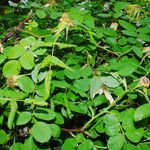 Rosa arvensis 叶