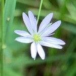 Stellaria graminea Fula