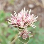 Gomphrena haenkeana Blüte