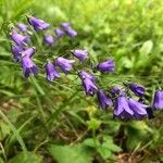 Campanula witasekiana Flower