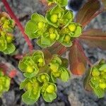 Euphorbia pterococca Цвят