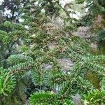 Abies nebrodensis 叶