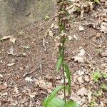 Epipactis helleborineফুল