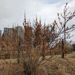 Hamamelis vernalis Hábitos