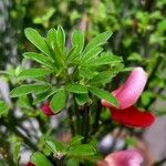 Cytisus scoparius Leaf