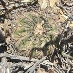 Gymnocalycium spegazziniiBark