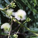 Acacia angustissima Blüte