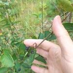 Amelanchier spicata