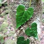 Piper borbonense Leaf