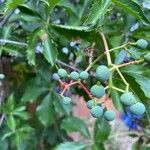 Parthenocissus quinquefolia Fruit