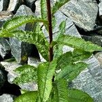 Senecio hercynicus Leaf