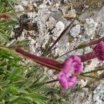 Silene vallesia Flors