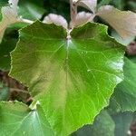 Pericallis appendiculata Leaf