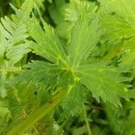 Aconitum lycoctonum Fuelha