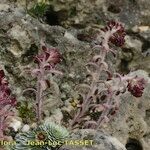 Saxifraga porophylla Vivejo