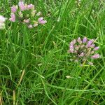 Allium denudatum Flower