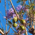 Jacaranda mimosifoliaഫലം