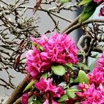 Rhododendron ferrugineum Arall