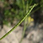 Erucastrum nasturtiifolium Bark