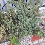 Juniperus squamataHoja