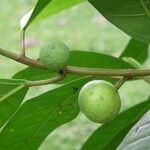 Ficus maxima Frukto