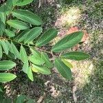 Bridelia tomentosa Blatt